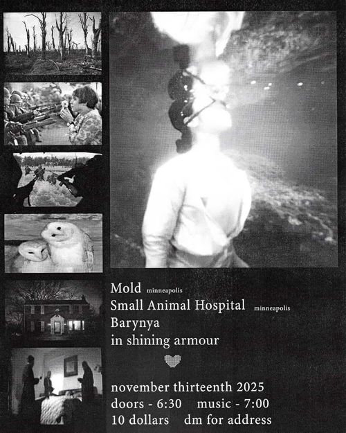 Mold, Small Animal Hospital, Barynya, in shining armour